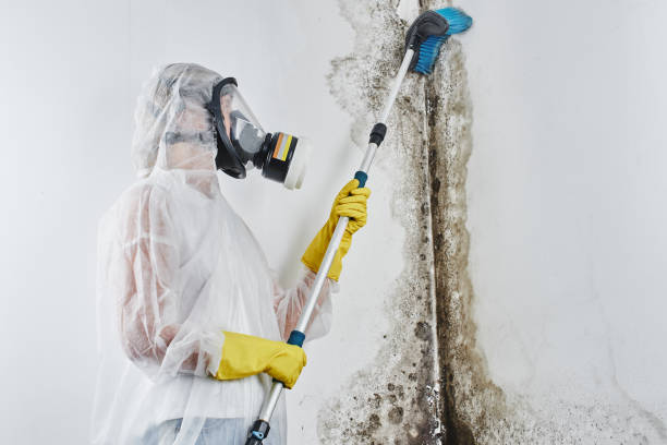 Best Commercial Mold Removal  in Tarkio, MO