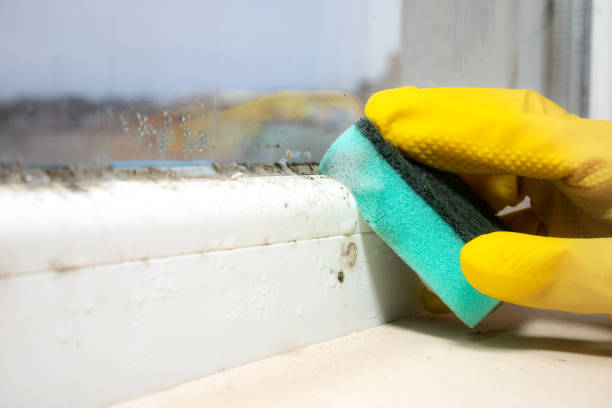 Office Mold Removal Services in Tarkio, MO