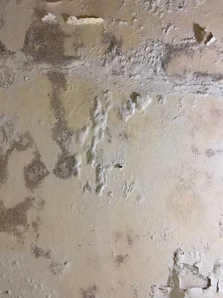 Home Mold Removal in Tarkio, MO