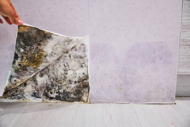 Best Black Mold Removal  in Tarkio, MO